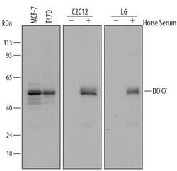 Human/Mouse/Rat DOK7 Antibody, R D Systems 100&mu;g; Unlabeled:Antibodies,
