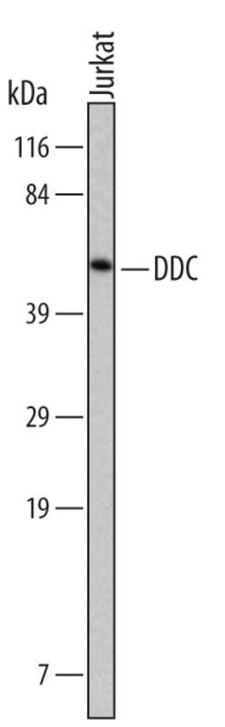 Human Dopa Decarboxylase/DDC Antibody, R D Systems 100ug; Unlabeled:Antibodies,