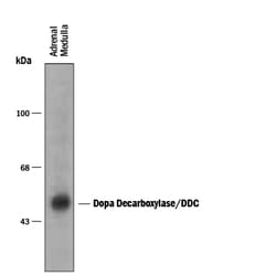 Dopa Decarboxylase/DDC Antibody, R D Systems 100&mu;L; Unlabeled:Antibodies,