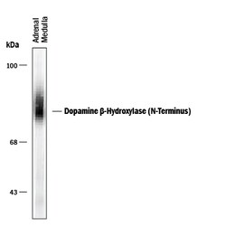 Human/Primate Dopamine beta-Hydroxylase N-Terminus Antibody, R D Systems 100 &mu;L | Buy Online | R&D Systems | Fisher Scientific