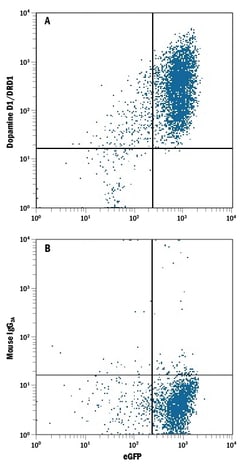 Human Dopamine D1R/DRD1 Antibody, R D Systems 25&mu;g; Unlabeled:Antibodies,