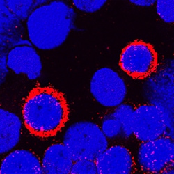 Human DPPIV/CD26 Antibody, R D Systems 25&mu;g; Unlabeled:Antibodies, Polyclonal