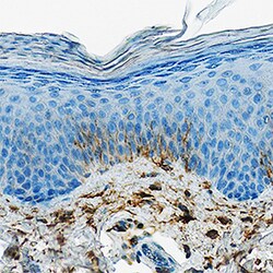 Human DPPIV/CD26 Antibody, R D Systems 25&mu;g; Unlabeled:Antibodies, Polyclonal