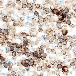 Mouse DPPIV/CD26 Antibody, R D Systems 100&mu;g; Unlabeled:Antibodies,