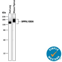Mouse DPPIV/CD26 Antibody, R D Systems 100&mu;g; Unlabeled:Antibodies,