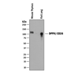 Mouse DPPIV/CD26 Antibody, R D Systems 100&mu;g; Unlabeled:Antibodies,
