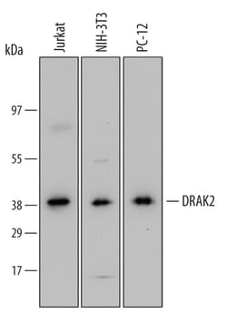 Human/Mouse/Rat DRAK2 Antibody, R D Systems 25&mu;g; Unlabeled:Antibodies,