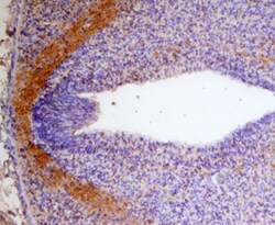 Human/Mouse Draxin Antibody, R D Systems 100 &mu;g | Buy Online | R&D Systems | Fisher Scientific