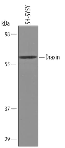 Human/Mouse Draxin Antibody, R D Systems 100 &mu;g | Buy Online | R&D Systems | Fisher Scientific