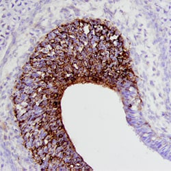Mouse/Rat Draxin Antibody, R D Systems 25&mu;g; Unlabeled:Antibodies, Polyclonal