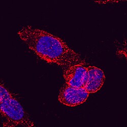 Human Drebrin 1 Antibody, R D Systems 100ug; Unlabeled:Antibodies, Monoclonal