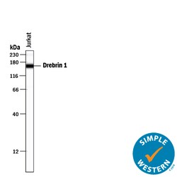 Human Drebrin 1 Antibody, R D Systems 100ug; Unlabeled:Antibodies, Monoclonal