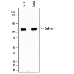Human Drebrin 1 Antibody, R D Systems 100ug; Unlabeled:Antibodies, Monoclonal
