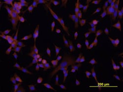 Human DSCAM Long Isoform Antibody, R D Systems 25&mu;g; Unlabeled:Antibodies,