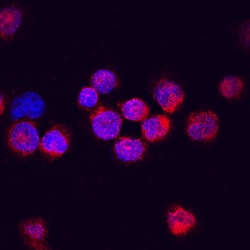 Human DTX1/DTX4 Antibody, R D Systems 100ug; Unlabeled:Antibodies, Monoclonal