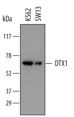 Human DTX1/DTX4 Antibody, R D Systems 100ug; Unlabeled:Antibodies, Monoclonal