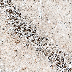 Human Dynactin Subunit 1/DCTN1 Antibody, R D Systems 100&mu;g; Unlabeled:Antibodies,