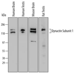 Human Dynactin Subunit 1/DCTN1 Antibody, R D Systems 100&mu;g; Unlabeled:Antibodies,