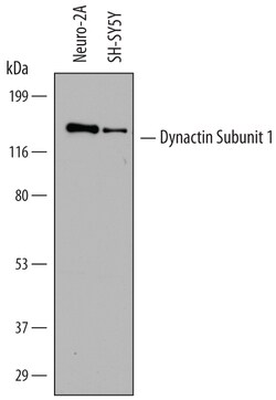 Human/Mouse Dynactin Subunit 1/DCTN1 Antibody, R D Systems 100ug; Unlabeled:Antibodies,