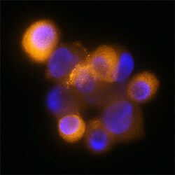 Human Dynactin Subunit 2/DCTN2 Antibody, R D Systems 25&mu;g; Unlabeled:Antibodies,