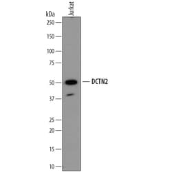 Human Dynactin Subunit 2/DCTN2 Antibody, R D Systems 25&mu;g; Unlabeled:Antibodies,
