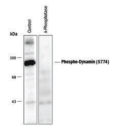 Phospho-Dynamin (S774) Antibody, R D Systems 100 &mu;L | Buy Online | R&D Systems | Fisher Scientific