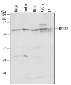 Human/Mouse/Rat DYRK2 Antibody, R D Systems 100&mu;g; Unlabeled:Antibodies,