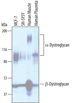 Human Dystroglycan Antibody, R D Systems 25&mu;g; Unlabeled:Antibodies,