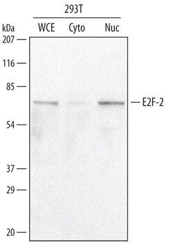 Human E2F-2 Antibody, R D Systems 100&mu;g; Unlabeled:Antibodies, Polyclonal