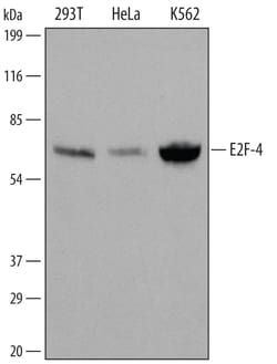 Human E2F-4 Antibody, R D Systems 100&mu;g; Unlabeled:Antibodies, Polyclonal