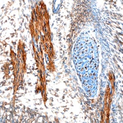 Human/Mouse EBF-2 Antibody, R D Systems 25&mu;g; Unlabeled:Antibodies,