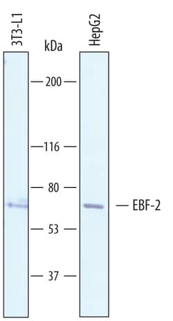 Human/Mouse EBF-2 Antibody, R D Systems 25&mu;g; Unlabeled:Antibodies,