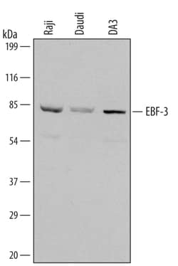 Human/Mouse EBF-3 Antibody, R D Systems 100&mu;g; Unlabeled:Antibodies,