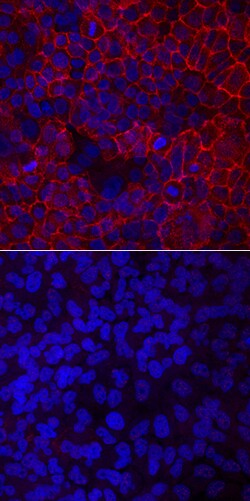 Human/Mouse E-Cadherin Antibody, R D Systems 100&mu;g; Unlabeled:Antibodies,
