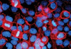 Human/Mouse E-Cadherin Antibody, R D Systems 100&mu;g; Unlabeled:Antibodies,