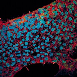 Human/Mouse E-Cadherin Antibody, R D Systems 100&mu;g; Unlabeled:Antibodies,
