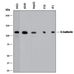 Human/Mouse E-Cadherin Antibody, R D Systems 100&mu;g; Unlabeled:Antibodies,
