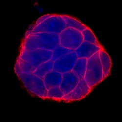 Human/Mouse E-Cadherin Antibody, R D Systems 100 &mu;g | Buy Online | R&D Systems | Fisher Scientific