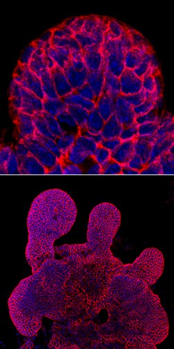 Human/Mouse E-Cadherin Antibody, R D Systems 100 &mu;g | Buy Online | R&D Systems | Fisher Scientific