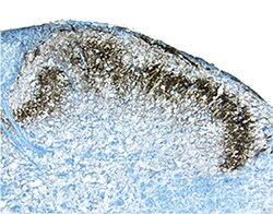 Human/Mouse E-Cadherin Antibody, R D Systems 100 &mu;g | Buy Online | R&D Systems | Fisher Scientific