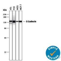 Human/Mouse E-Cadherin Antibody, R D Systems 100 &mu;g | Buy Online | R&D Systems | Fisher Scientific