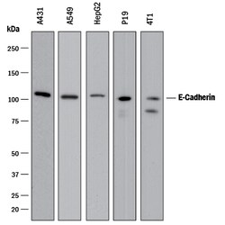 Human/Mouse E-Cadherin Antibody, R D Systems 100 &mu;g | Buy Online | R&D Systems | Fisher Scientific