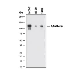 Human E-Cadherin Antibody, R D Systems 100ug; Unlabeled:Antibodies, Monoclonal