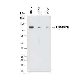 Human E-Cadherin Antibody, R D Systems 25&mu;g; Unlabeled:Antibodies, Monoclonal