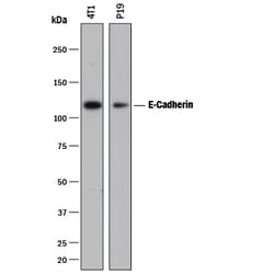 Mouse E-Cadherin Antibody, R D Systems 100 &mu;g | Buy Online | R&D Systems | Fisher Scientific