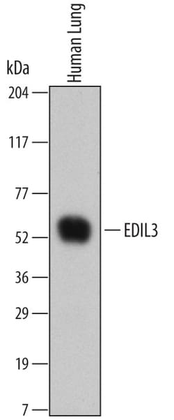Human EDIL3 Antibody, R D Systems 25&mu;g; Unlabeled:Antibodies, Monoclonal