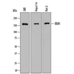 Human/Mouse/Rat EEA1 Antibody, R D Systems 100&mu;g; Unlabeled:Antibodies,
