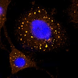 Human/Mouse/Rat EEA1 Biotinylated Antibody, R D Systems 50ug; Biotin:Antibodies,