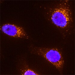 Human/Mouse/Rat EEA1 Antibody, R D Systems 25&mu;g; Unlabeled:Antibodies,