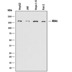 Human/Mouse/Rat EEA1 Antibody, R D Systems 25&mu;g; Unlabeled:Antibodies,